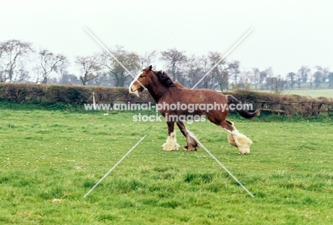 running Clydesdale, side view 