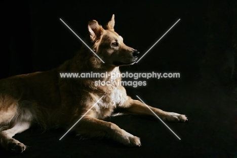 Husky golden mix lying down, side view