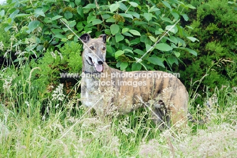 greyhound, irish bred ex racer, hidden in bushes, jerry, all photographer's profit from this image go to greyhound charities and rescue organisations