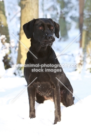 black Labrador Retriever sitting down in snow