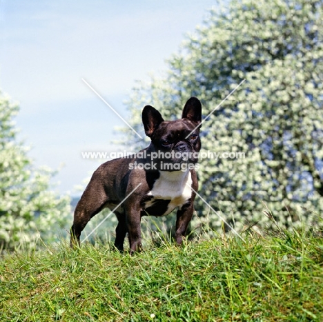 ch merrowlea opal of boristi, french bulldog standing on high ground