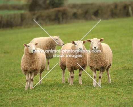 Lleyn sheep in field