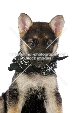 German Shepherd (aka Alsatian) puppy wearing scarf