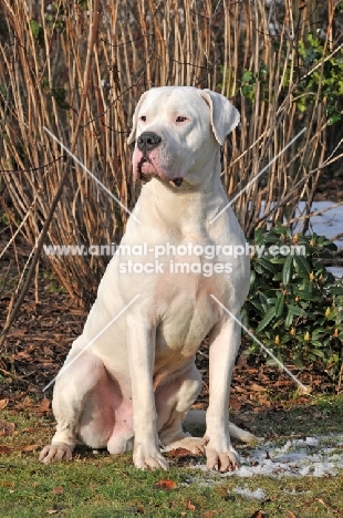 Dogo Argentino sitting down