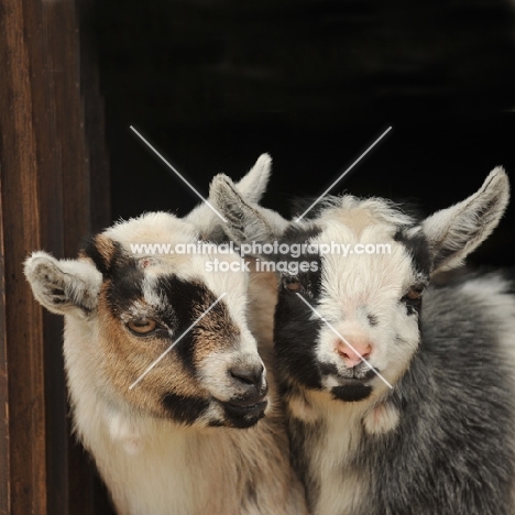 pygmy goats