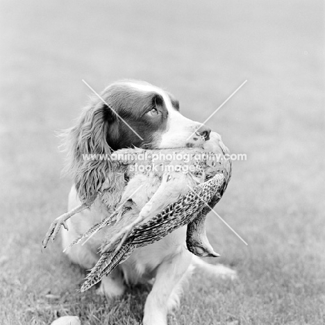 english springer lying, carrying retrieved bird 