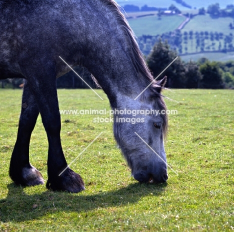 yarlton comely,  dales pony grazing, head and forelegs