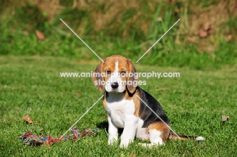 Beagle puppy sitting down on grass