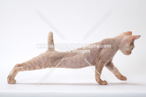 young cream Devon Rex, stretching 