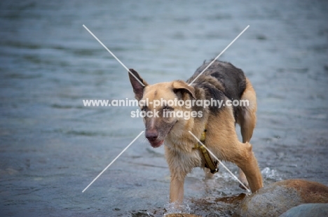 Mongrel dog, shepherd mix, looking suspicious in the water