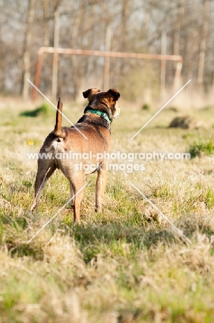 dog, back view