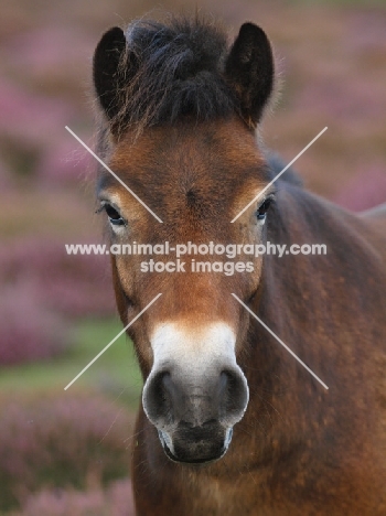 Exmoor Pony portrait