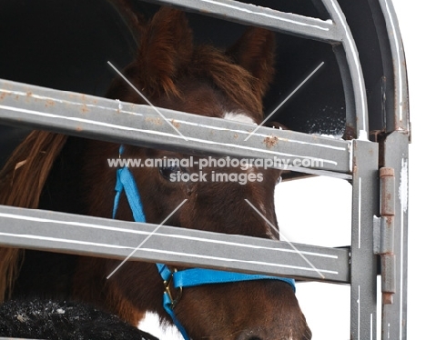 Morgan horse in horse box