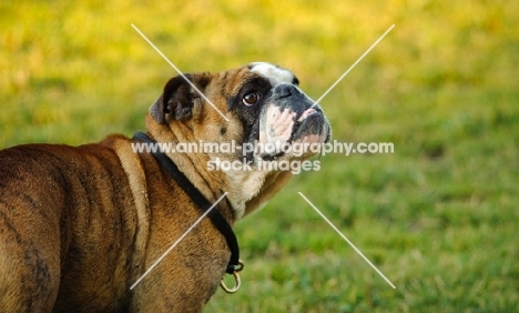Bulldog portrait