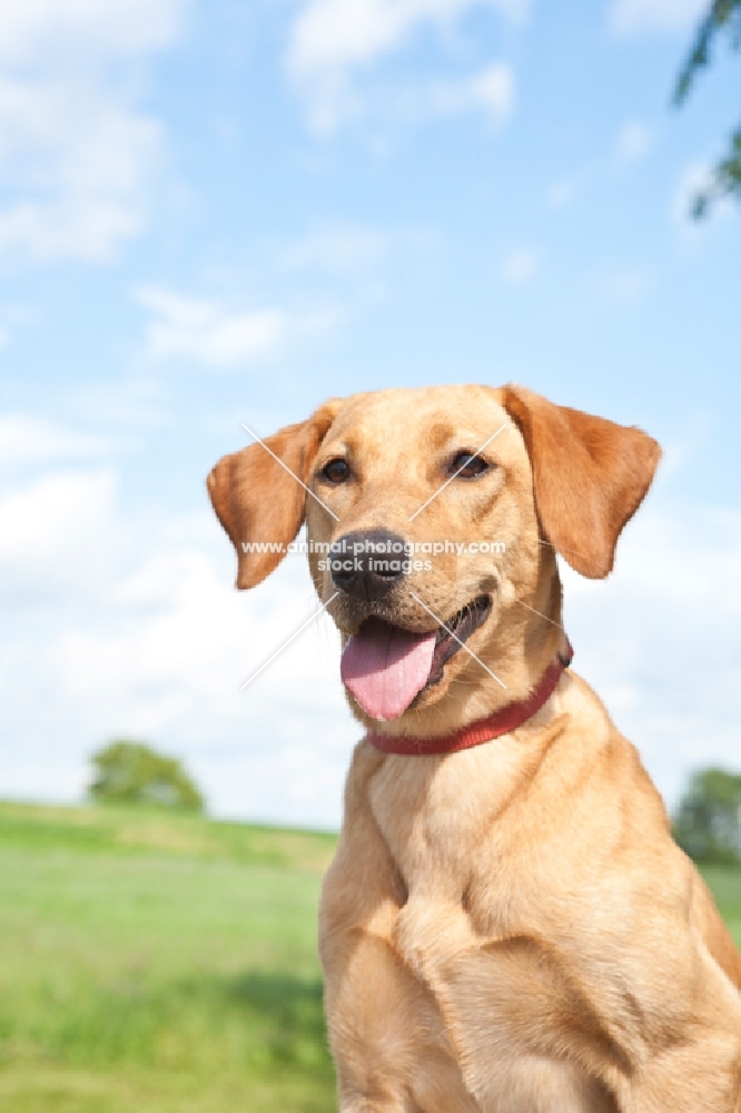 yellow Labrador