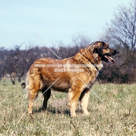  ger ch elfie von muhlengrund, leonberger standing 