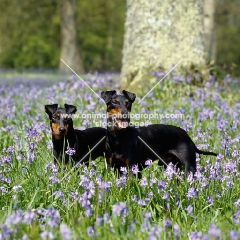 ch keyline vengeance and keyline gloriana, two manchester terriers among bluebells