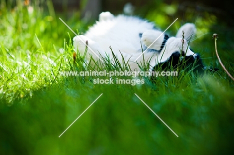 cat lying in grass