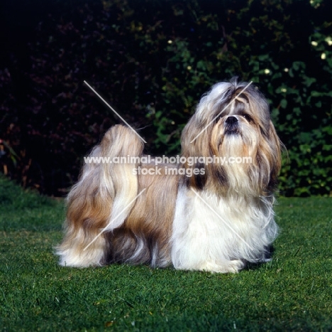 shih tzu in show coat