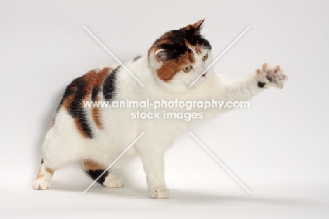 Tortoiseshell and White Manx cat, one leg up