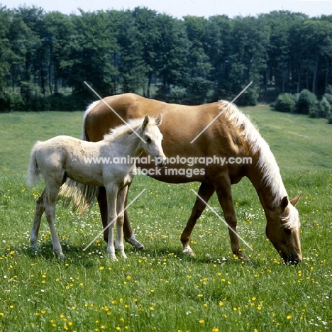 palomino mare and her foal