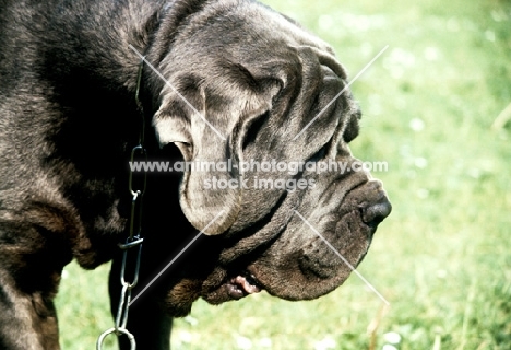 neapolitan mastiff in germany, head shot