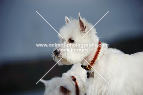 West Highland White Terrier