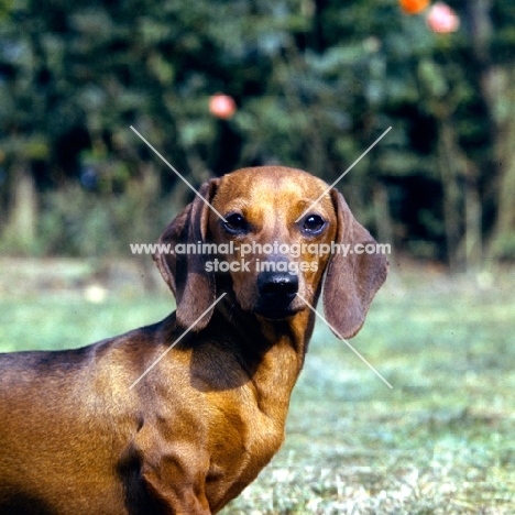 dachshund miniature head and shoulder shot