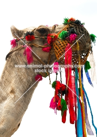 decorated camel in India