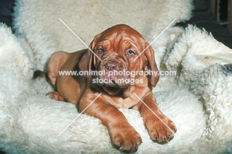 Dogue de Bordeaux puppy on sheepskin