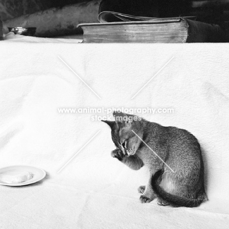 abyssinian kitten washing
