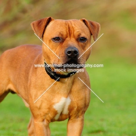 red staffordshire bull terrier