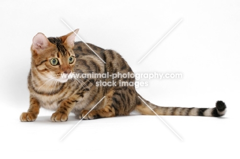 Brown Spotted Tabby Bengal on white background, crouching