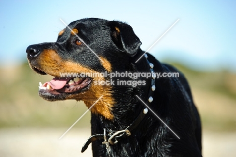 Rottweiler looking away