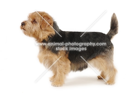 Norfolk terrier side view on white background