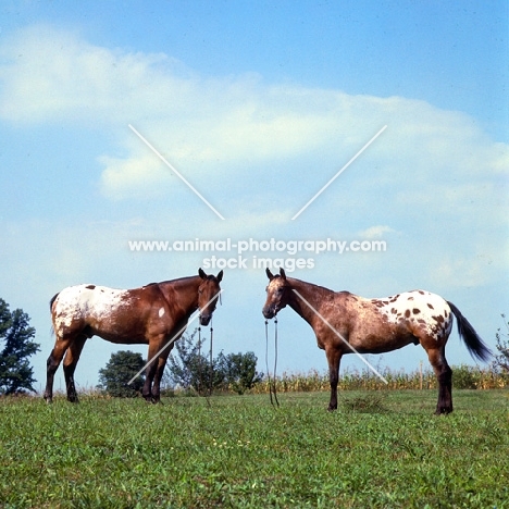 two Appaloosa horses in field in usa