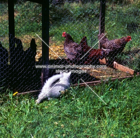 kitten looking at chickens in a run