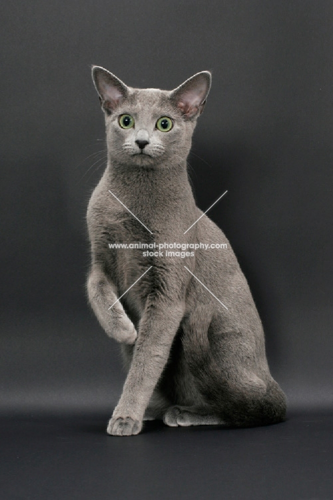 Russian Blue female cat, one leg up, staring