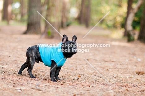 French Bulldog in forest