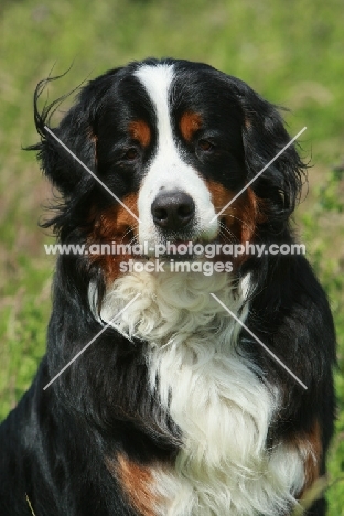 Bernese Mountain Dog portrait