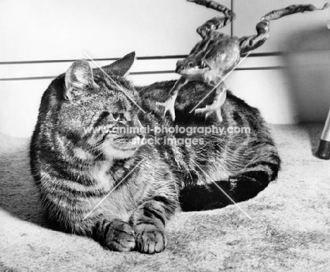 frog jumping over tabby cat