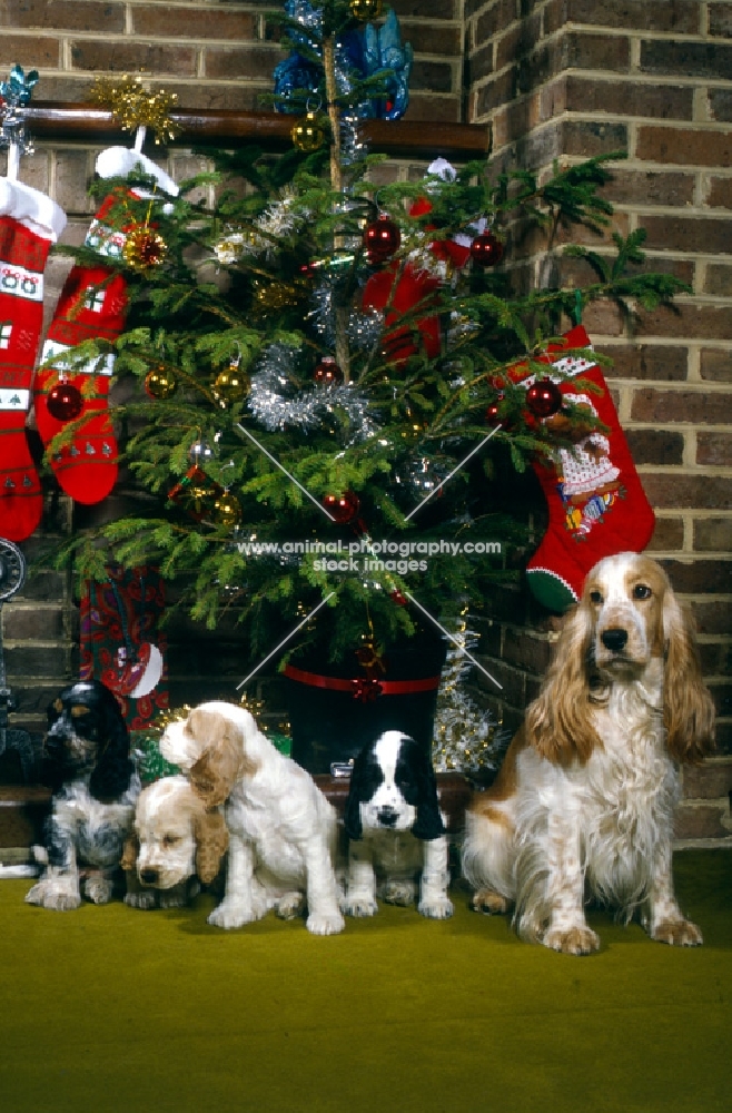 cocker spaniel bitch and puppies waiting for santa