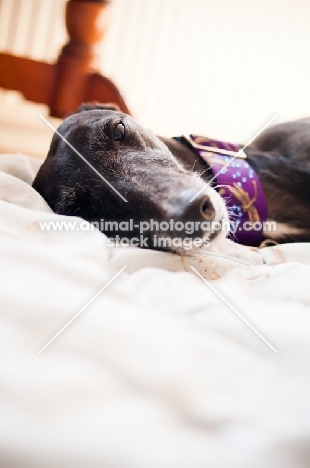 Greyhound sleeping