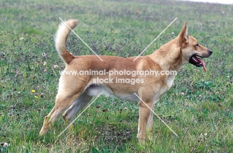 Carolina Dog side view