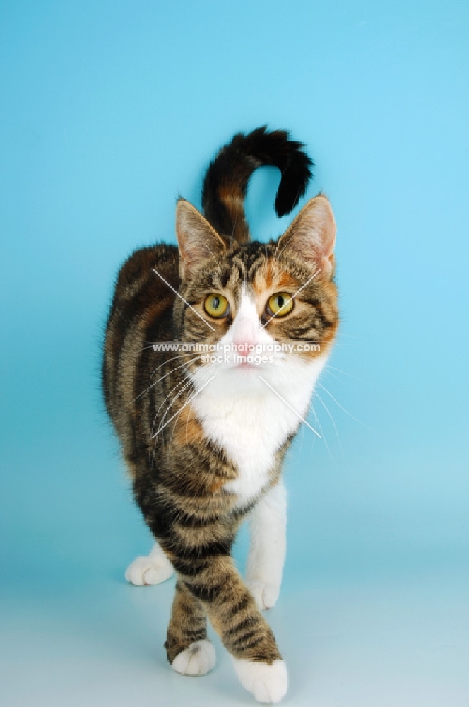 tortoiseshell and white shorthair cat walking