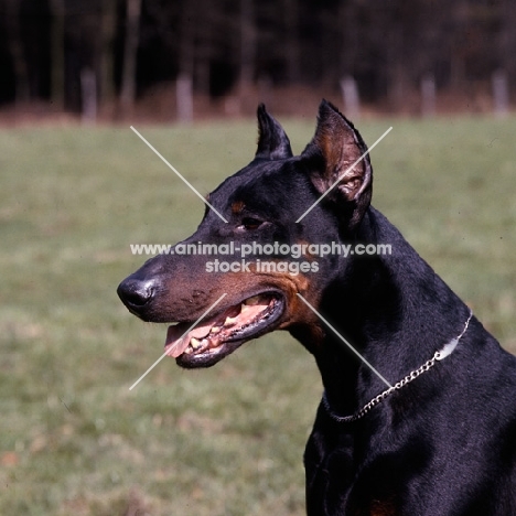  ger ch falko von hagenstolz dobermann with cropped ears