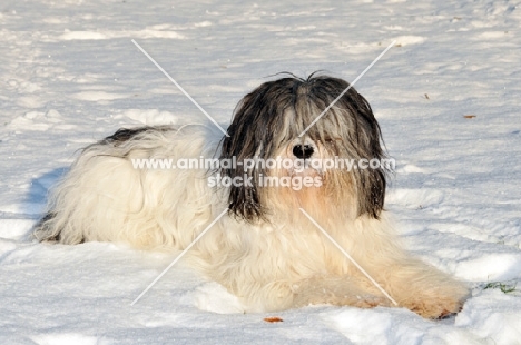 Polish Lowland Sheepdog, (also known as Nizinny)