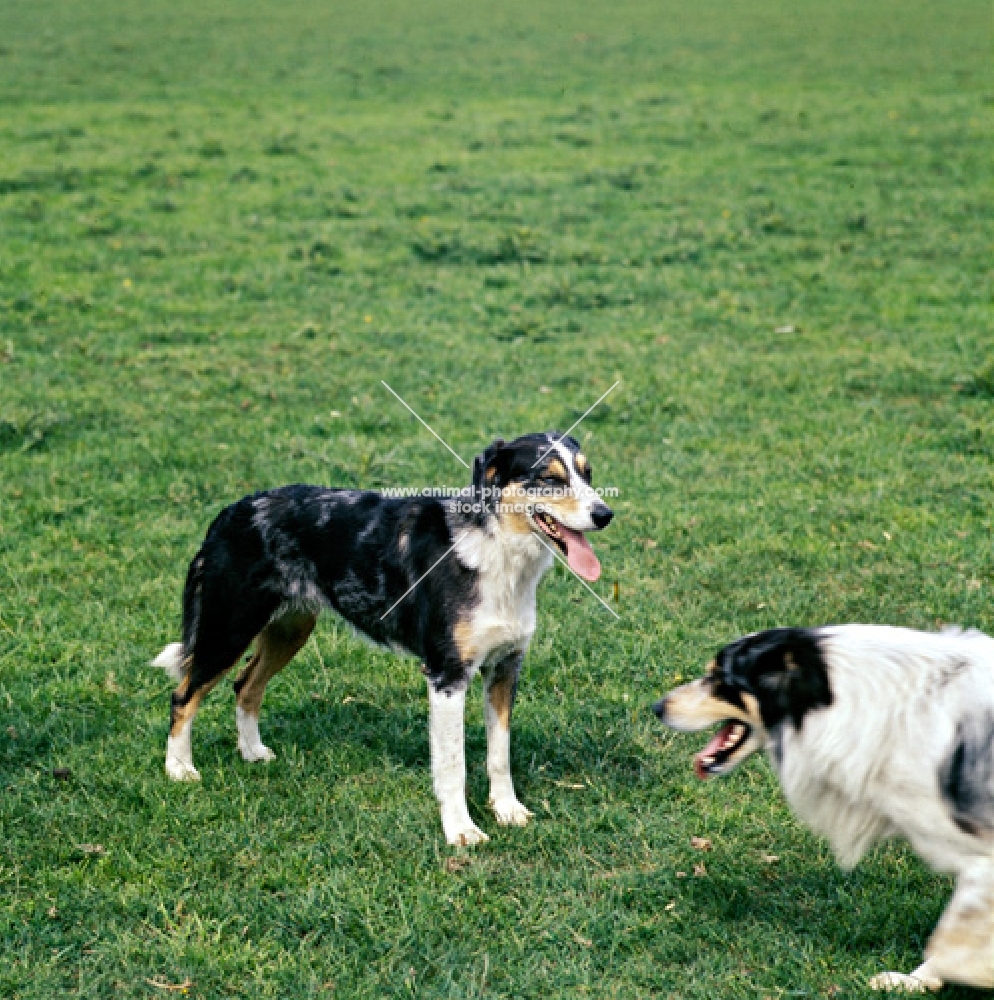 two welsh collies standing on grass