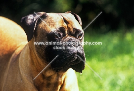 bullmastiff, portrait