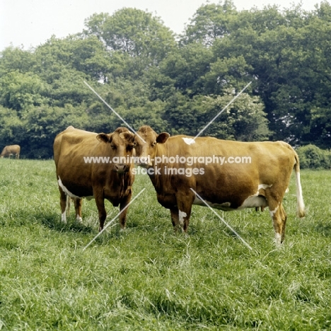 two guernsey cows